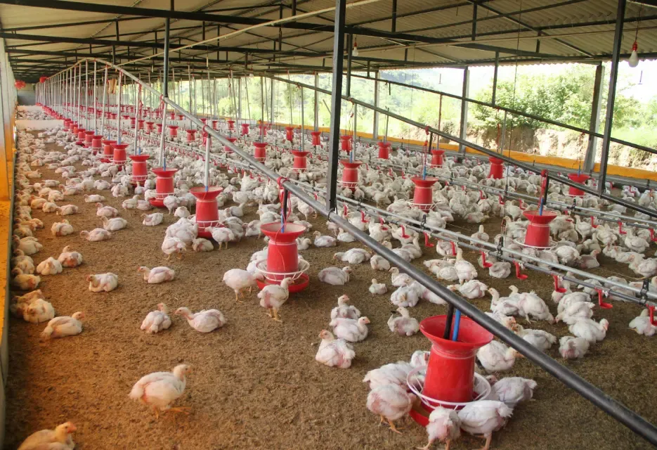 Cara Sanitasi Kandang Ayam yang Benar, Panduan Lengkap