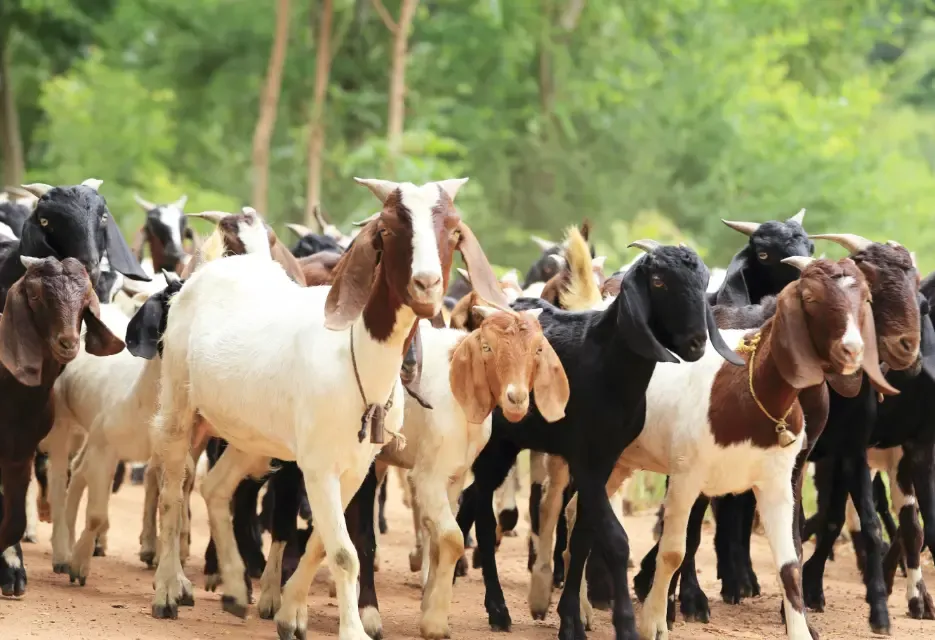 Obat Cacing Kambing: Jenis, Dosis, dan Jadwal Pemberiannya
