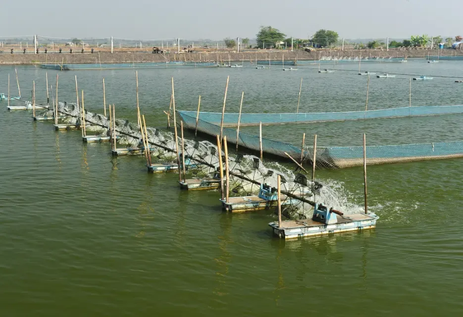Standar Persiapan Tambak Udang agar Bisa Panen Maksimal