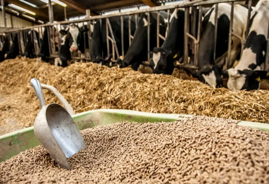 Konsentrat Pakan Sapi: Manfaat dan Cara Pemberian yang Tepat