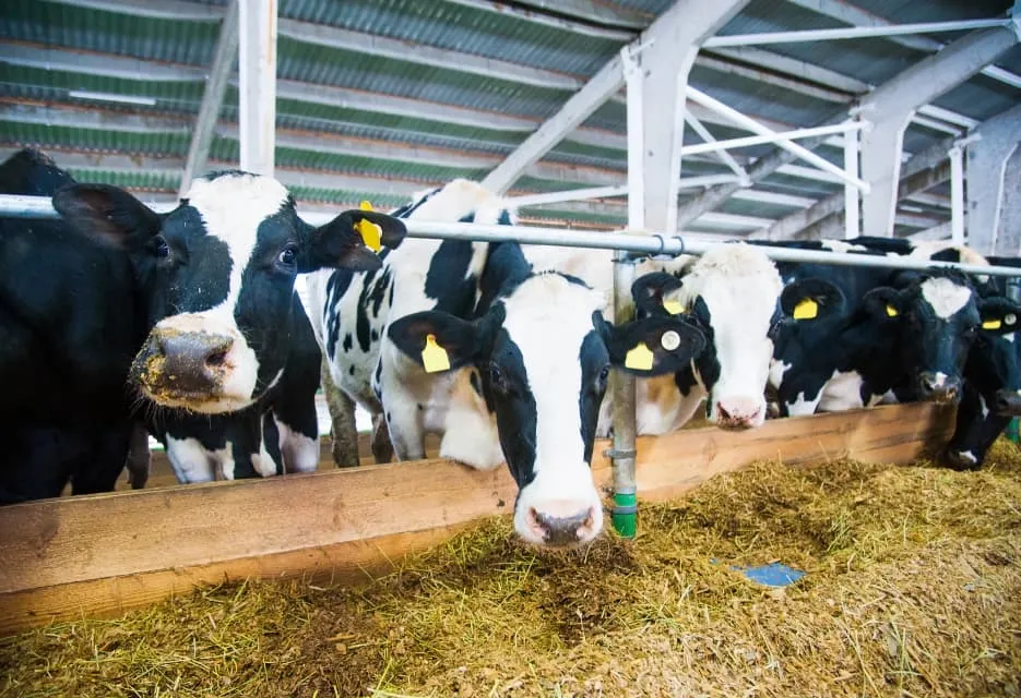Cara Mengobati Penyakit Sapi Lato-Lato dan Pencegahannya