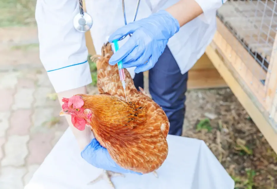 4 Vaksin Ayam Bangkok Paling Bagus & Jadwal Lengkapnya