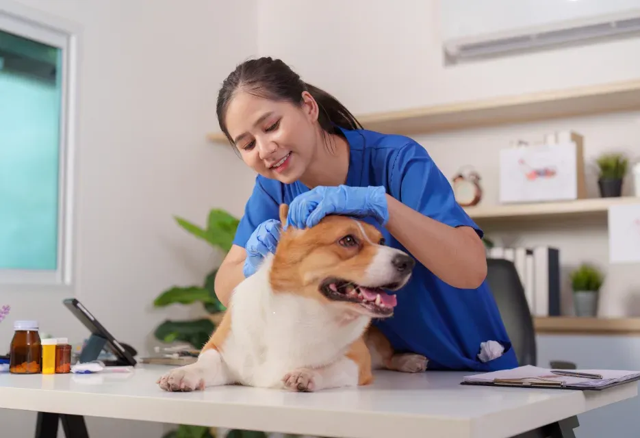 Scabies in Dogs: Symptoms, Causes, and Treatment