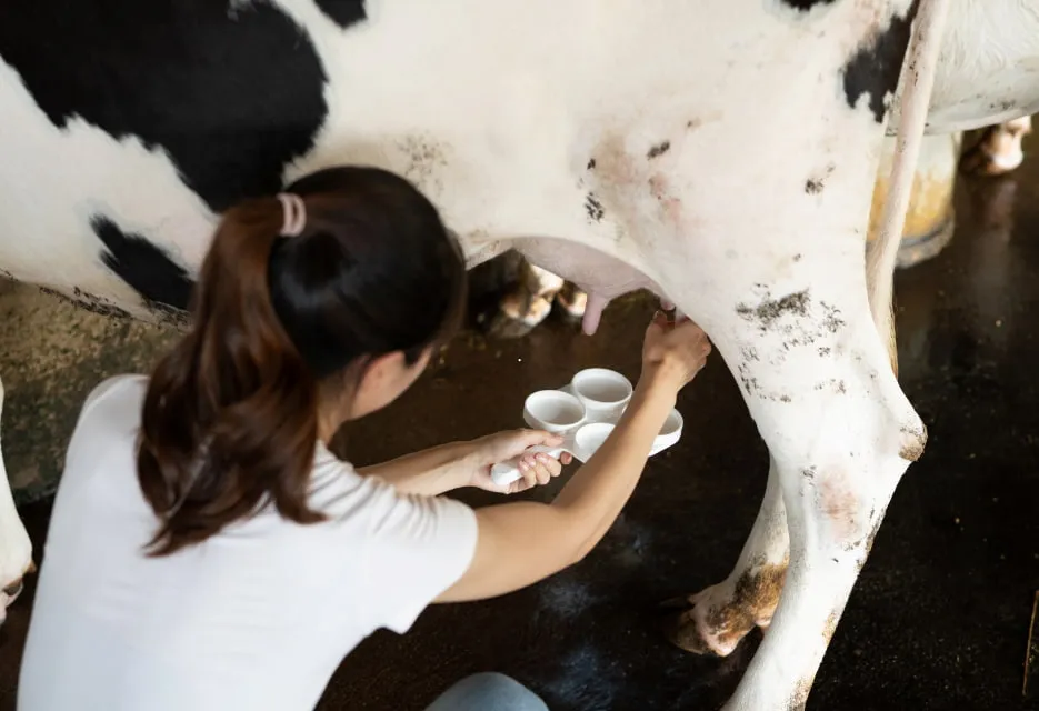 Panduan Pengobatan Mastitis pada Sapi dan Tips Pencegahannya