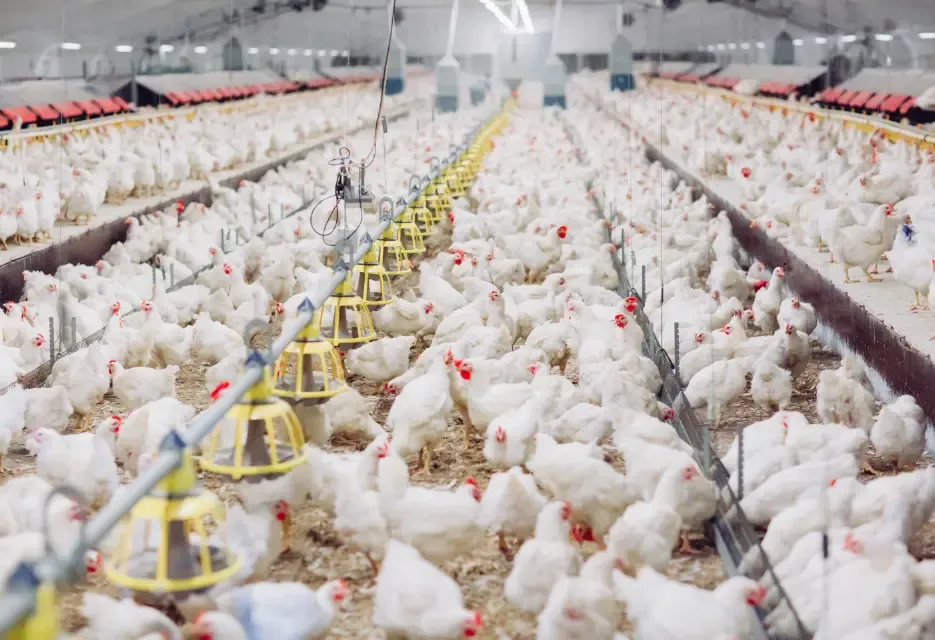 Rumus Menghitung FCR Ayam Broiler dan Contoh Perhitungannya