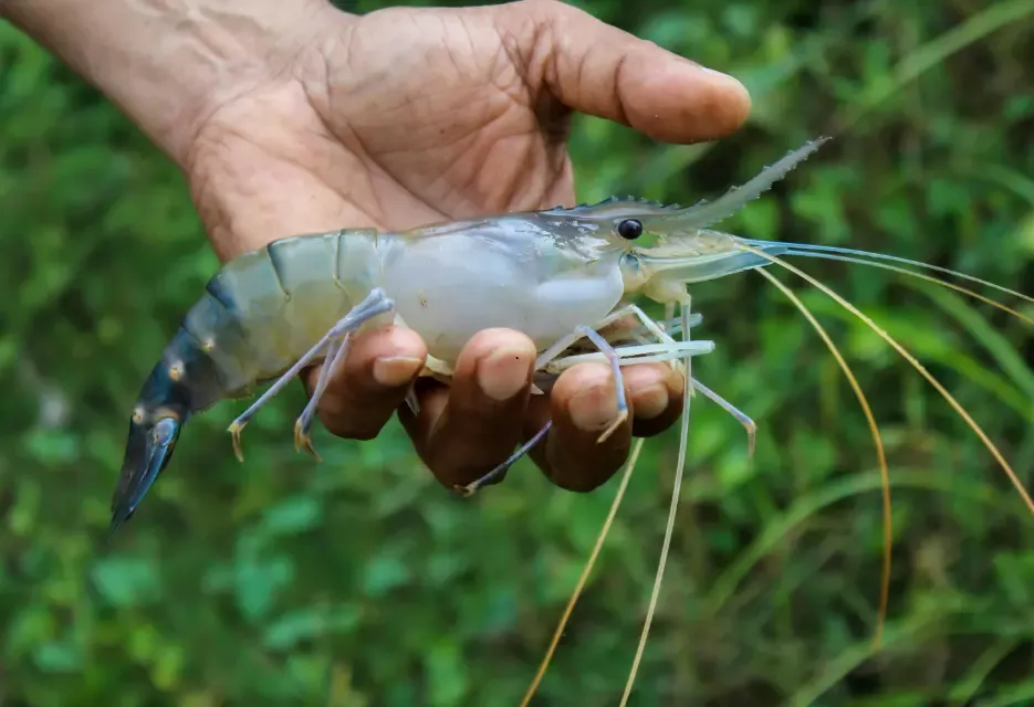 Mengenal Udang Vaname, Ciri, Keunggulan, dan Cara Budidaya