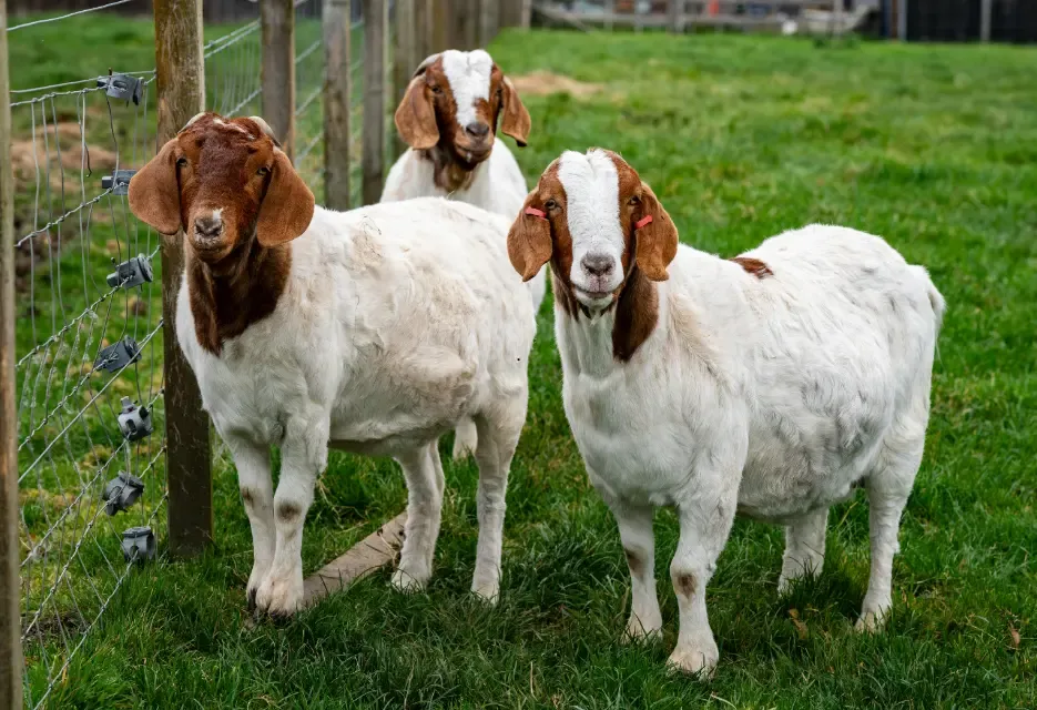 Cara Kawin Suntik pada Kambing: Panduan Lengkap untuk Pemula