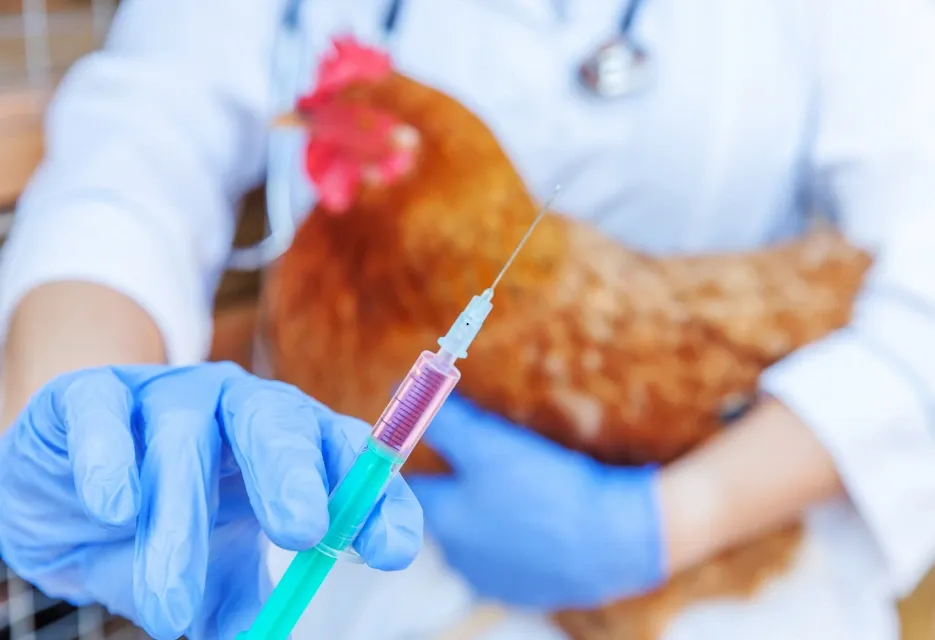 3 Metode Menghitung Dosis Vaksin Ayam yang Tepat