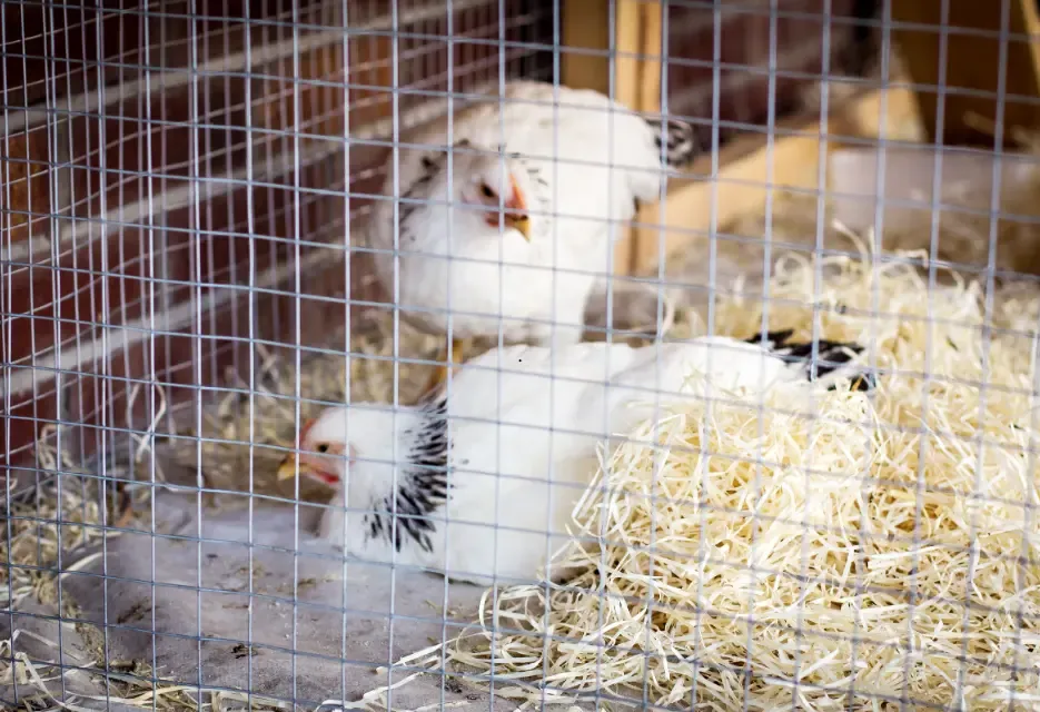 Gejala CRD pada Ayam, Penyebab dan Cara Mengobatinya