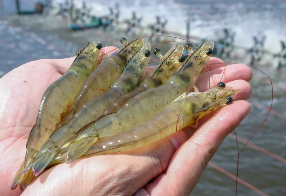 Penyakit EMS pada Udang: Penyebab, Gejala, dan Pencegahannya