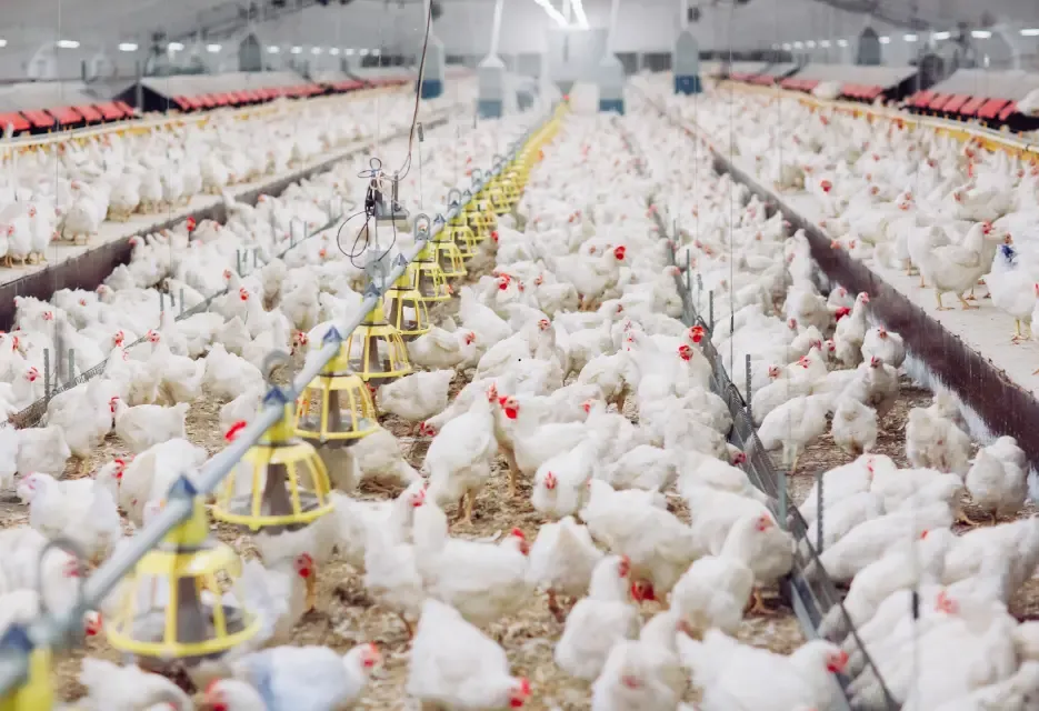 Cara Mencegah Necrotic Enteritis (Radang Usus) pada Ayam