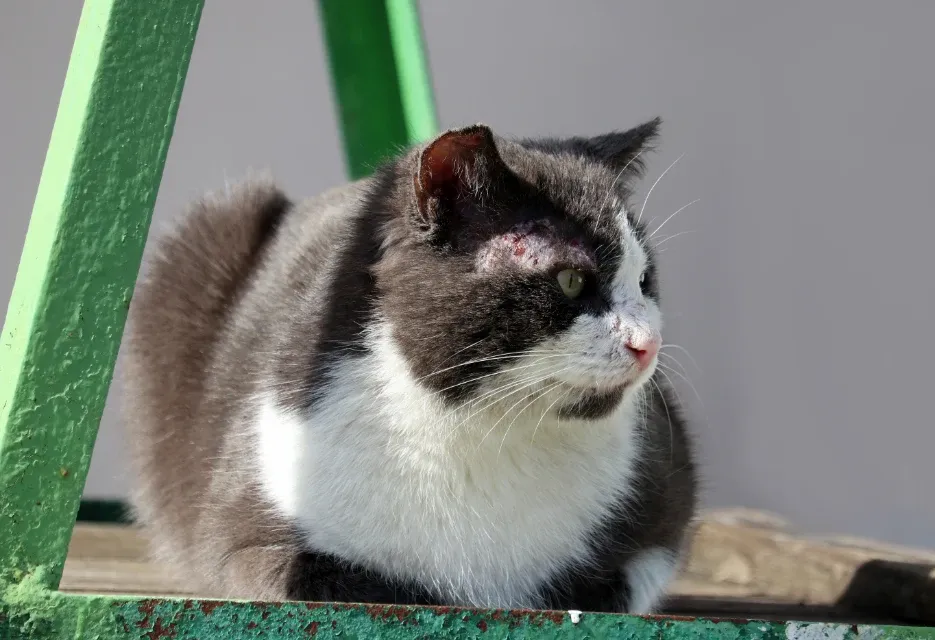 Scabies pada Kucing: Gejala, Penyebab, dan Cara Mengobati