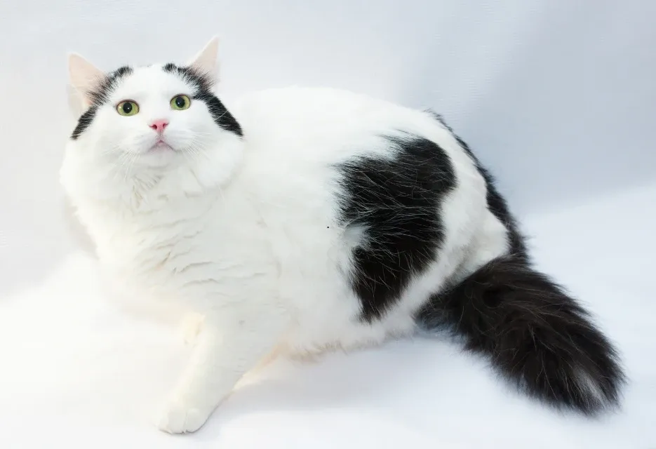 Rekomendasi Vitamin Kucing agar Gemuk dan Bulu Lebat