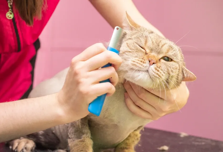 Grooming Kucing Bagusnya Berapa Kali? Simak Panduannya