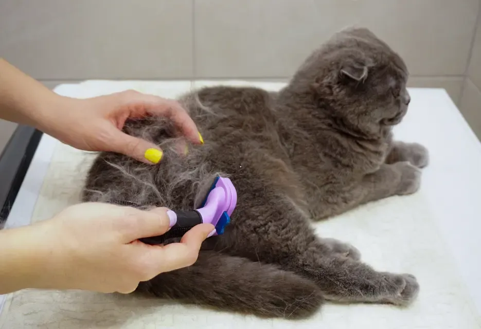 10 Penyebab Bulu Kucing Rontok Berlebihan dan Cara Atasinya