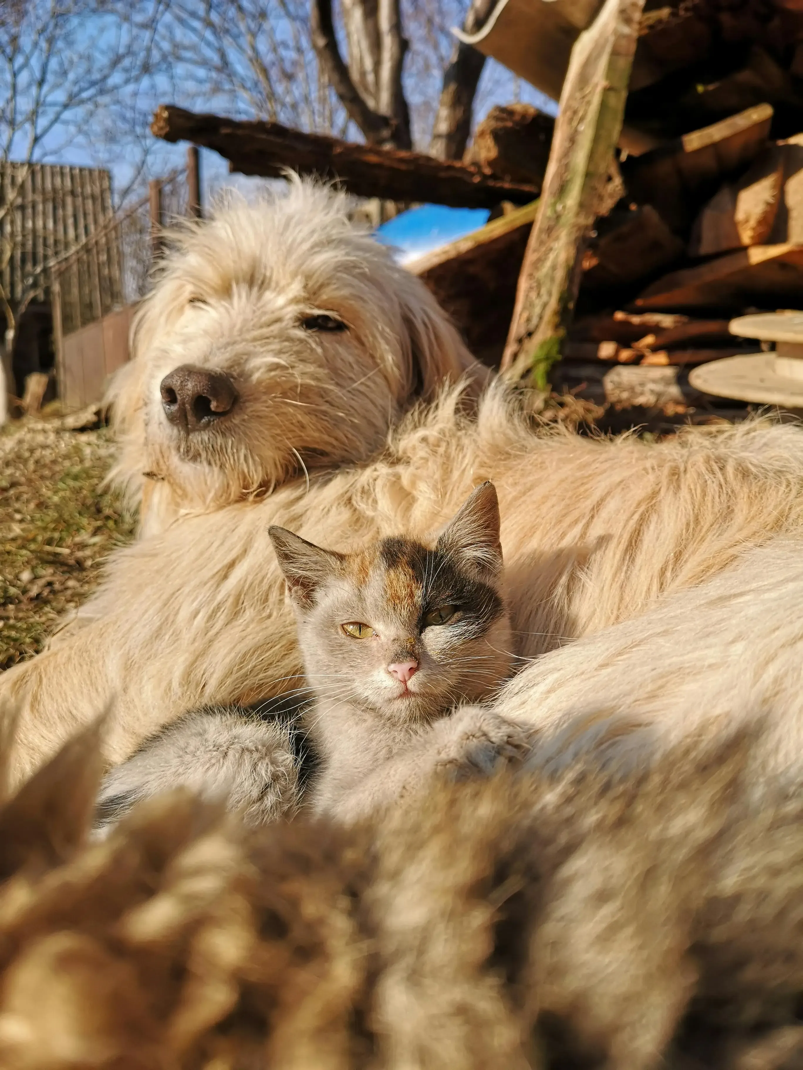 Pet Animal