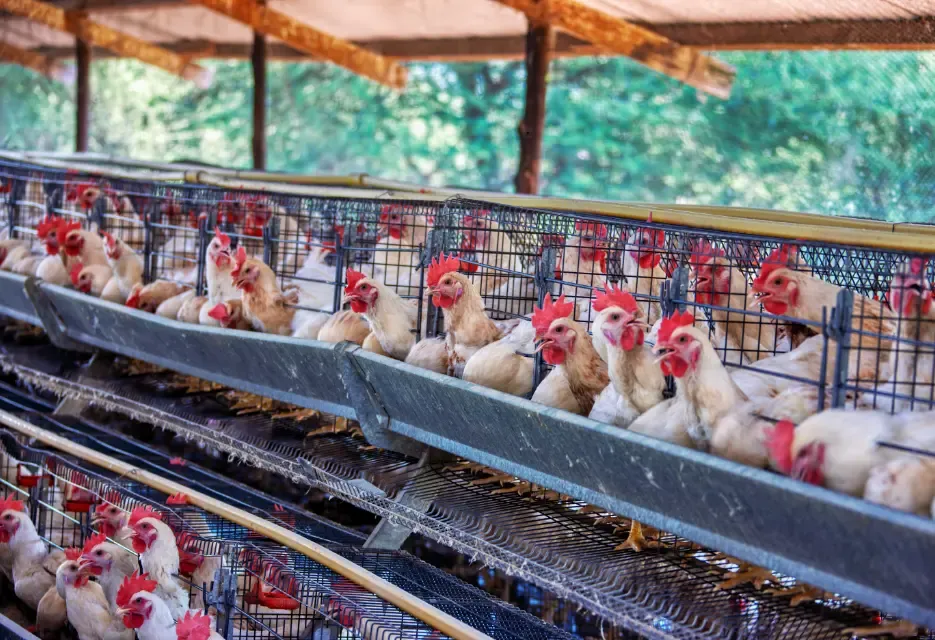 Ukuran Kandang Ayam Petelur yang Ideal & Jenisnya