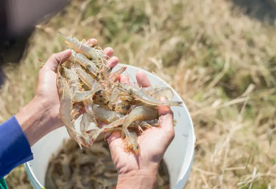 Penyebab Vibriosis Udang, Gejala dan Cara Mengatasinya