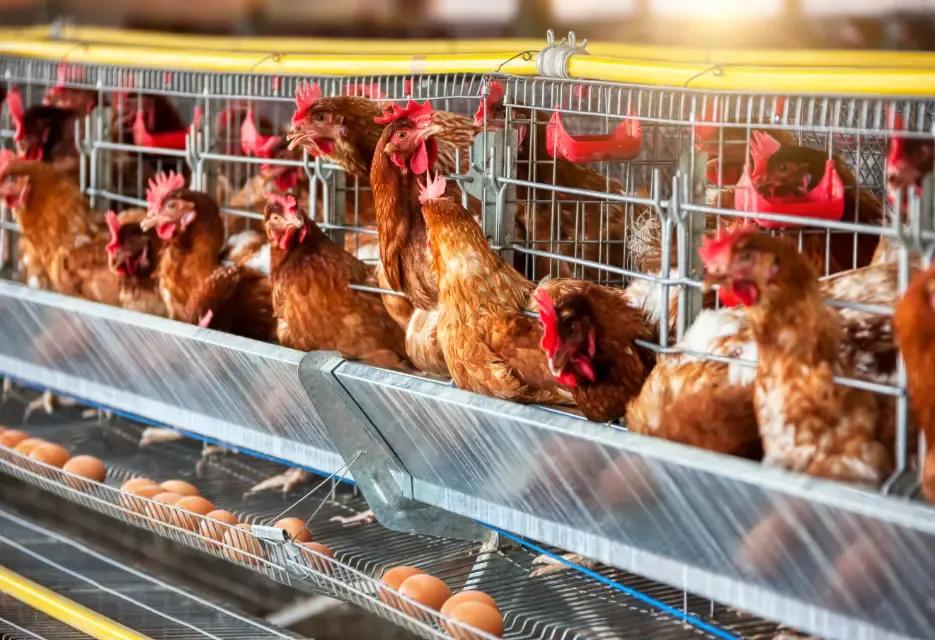 Komposisi Nutrisi Pakan Ayam Petelur yang Tepat sesuai Usia