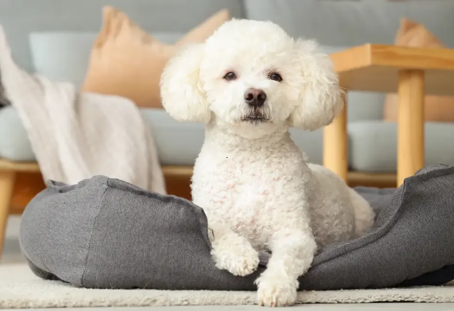 Cara Merawat Anjing Poodle, dari Grooming hingga Training
