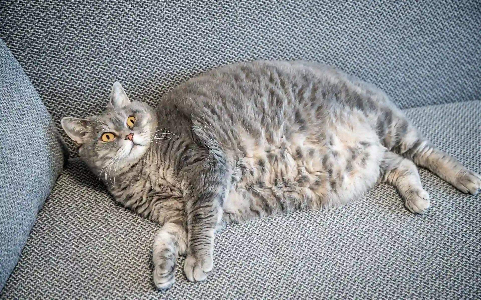 4 Cara Menaikkan Berat Badan Kucing dengan Aman dan Ideal