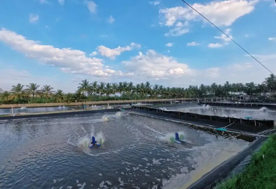 Cara Menguras Air Tambak Udang Sebelum Siklus Baru