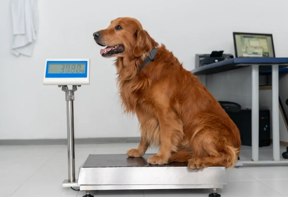 Berat Badan Anjing Sesuai Umur: Tabel dan Cara Menghitung
