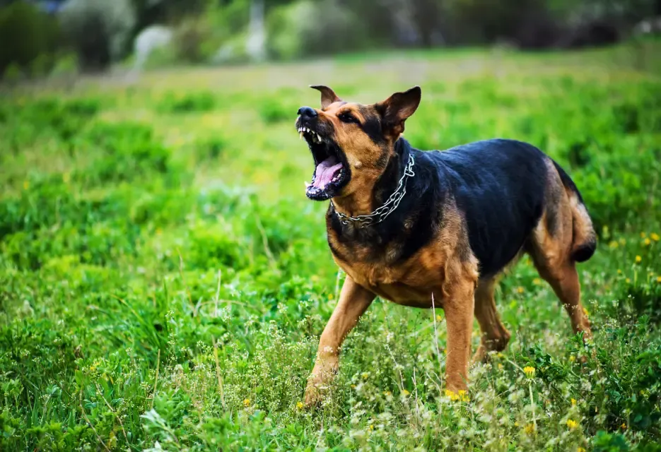 Ini Ciri Awal Anjing Rabies & Pencegahannya, Sudah Tahu?