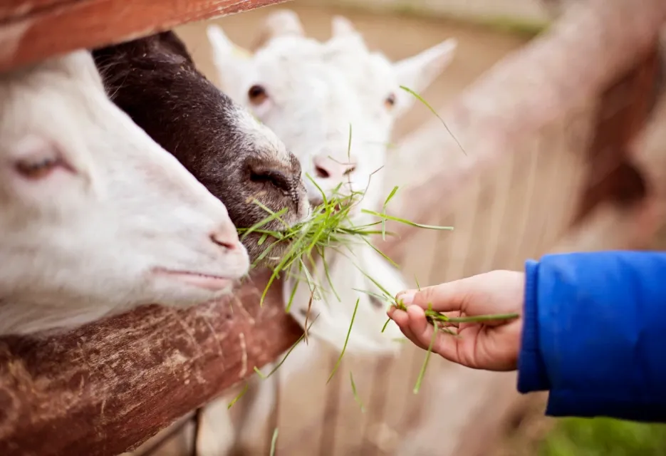 Cara Membuat Pakan Kambing yang Murah dan Bernutrisi