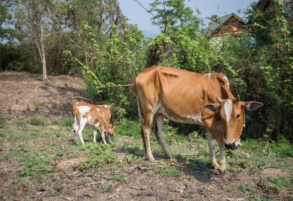 Sapi Tidak Mau Makan? Ketahui Penyebab dan Cara Mengatasinya