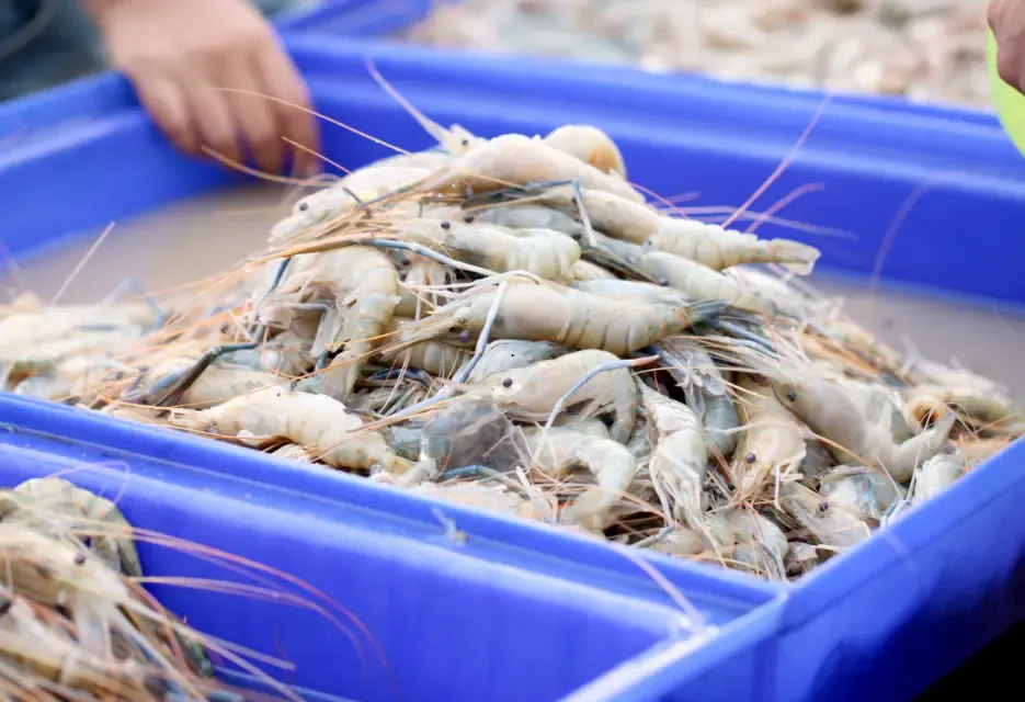 Cara Budidaya Udang Air Tawar untuk Pemula, Panduan Lengkap